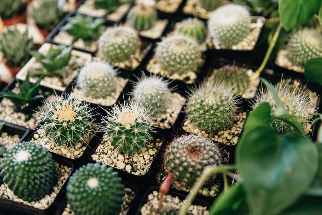 Close of detail of cacti display | Kensington Market Engagement, Toronto | EightyFifth Street Photography